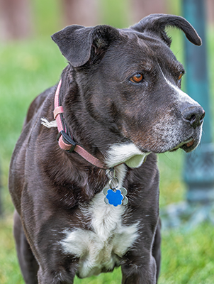 senior dog senior dog